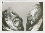 New York Zoological Society - Two Silver hatchetfish