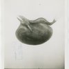 New York Zoological Society - Black swallower fish