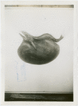 New York Zoological Society - Black swallower fish