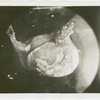 New York Zoological Society - Black swallower fish