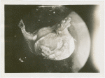 New York Zoological Society - Black swallower fish