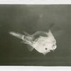 New York Zoological Society - Parasitic male Fish