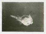 New York Zoological Society - Parasitic male Fish