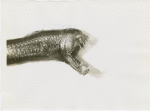 New York Zoological Society - Viperfish