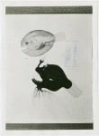 New York Zoological Society - Tree-carrying anglerfish and young