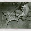 New York Zoological Society - Deer being fed by keeper