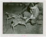 New York Zoological Society - Deer being fed by keeper