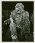 New York Zoological Society - Man standing next to stuffed ape in exhibit