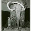 New York Zoological Society - Man next to wooly mammoth in exhibit