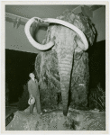 New York Zoological Society - Man next to wooly mammoth in exhibit