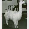 Peru Participation - Building and Exhibits - Suri the stuffed llama