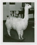 Peru Participation - Building and Exhibits - Suri the stuffed llama