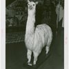 Peru Participation - Building and Exhibits - Suri the stuffed llama