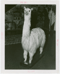 Peru Participation - Building and Exhibits - Suri the stuffed llama