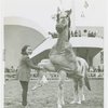 Queens County Horse Show - Dobbin and girl in ring