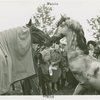 Queens County Horse Show - Dobbin and horse
