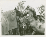 Queens County Horse Show - Dobbin and horse