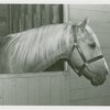 Queens County Horse Show - Horse