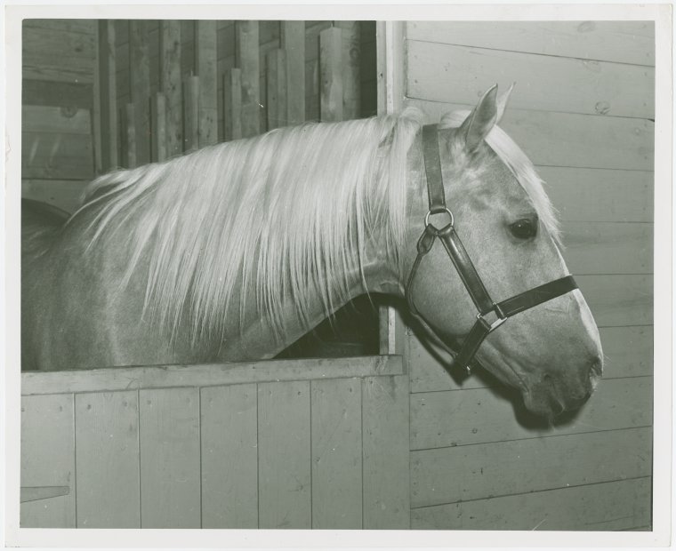 Queens County Horse Show - Horse - NYPL Digital Collections