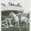 Queens County Horse Show - Girl riding horse