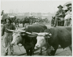 Railroads on Parade - Scene with cattle and carriage