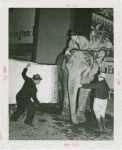 Remington Rand Exhibit - Frank Buck and Lou Lehr shaving elephant with giant Remington Rand shaver
