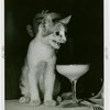 Restaurants - Cat with cocktail