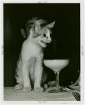 Restaurants - Cat with cocktail