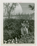Special Weeks - Tulip Week - Women looking at tulips