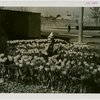 Special Weeks - Tulip Week - Woman in tulip bed