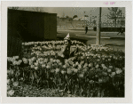 Special Weeks - Tulip Week - Woman in tulip bed