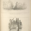 No. XXIII. Pine barren of the southern states; No. XXIV. American forest on fire