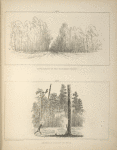 No. XXIII. Pine barren of the southern states; No. XXIV. American forest on fire