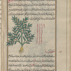 Spurge Thyme (Euphorbia chamaesyce), kâmahsûfî [!]