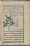Spurge Thyme (Euphorbia chamaesyce), kâmahsûfî [!]