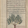 Scammony Root (Convolvulus scammonia), saqmûniyâ (Gr: skammonia) called by the Arabs al-Mahmûdah