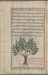 Scammony Root (Convolvulus scammonia), saqmûniyâ (Gr: skammonia) called by the Arabs al-Mahmûdah
