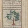 Southern Alpine Mezereon (Daphne oleoides), kâmahlahâ [!]