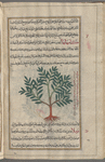 Southern Alpine Mezereon (Daphne oleoides), kâmahlahâ [!]