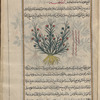 Mediterranean Mezereon (Daphne gnidium), tûmilâ [!]