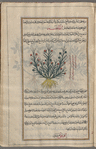 Mediterranean Mezereon (Daphne gnidium), tûmilâ [!]