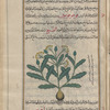 False Motherwort (Leonurus marrubiastrum), fûqnûqûmûn