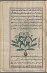 False Motherwort (Leonurus marrubiastrum), fûqnûqûmûn
