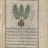 Pear-rooted Spurge (Euphorbia apios), âfiyûs [n.p.]