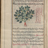Colocynth, Bitter Apple (Cucumis myriocarpus), hanzal. Also called "wild melon", battîkh barrî, i.e., "serpent melon", battîkh al-hayyah