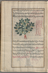 Colocynth, Bitter Apple (Cucumis myriocarpus), hanzal. Also called "wild melon", battîkh barrî, i.e., "serpent melon", battîkh al-hayyah