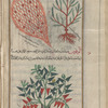Dodder (Cuscuta epithymum), afithîmûna [!]:  growing on a tree [top right]; growing on a plant [top left]; Globe Daisy (Globular alypum), âlûffûn [!] (Gr: alupon). Image might be questioned [bottom]