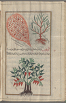 Dodder (Cuscuta epithymum), afithîmûna [!]:  growing on a tree [top right]; growing on a plant [top left]; Globe Daisy (Globular alypum), âlûffûn [!] (Gr: alupon). Image might be questioned [bottom]