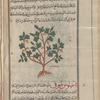 Black Bryony (Tamus communis), amfihlûs [n.p.]