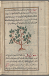 Black Bryony (Tamus communis), amfihlûs [n.p.]